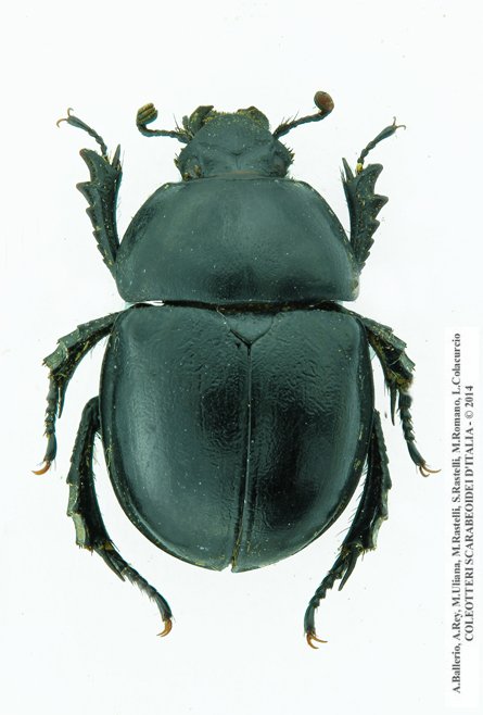 Trypocopris alpinus alpinus, femmina